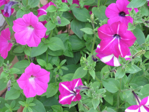 Картинка цветы петунии калибрахоа белый зеленый розовый