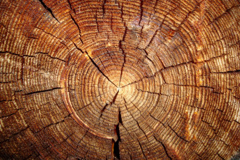 Картинка разное текстуры срез бревно дерево