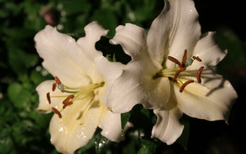Картинка цветы лилии лилейники мокрые белые