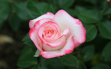 Картинка цветы розы природа розовые
