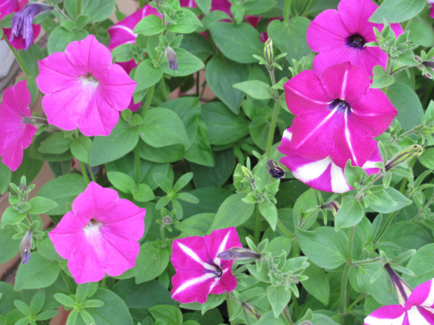 Обои картинки фото цветы, петунии, калибрахоа, белый, зеленый, розовый