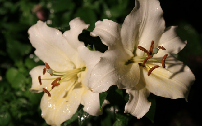 Обои картинки фото цветы, лилии, лилейники, мокрые, белые