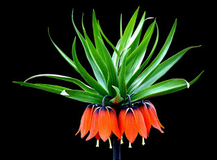 Картинка цветы рябчики оранж