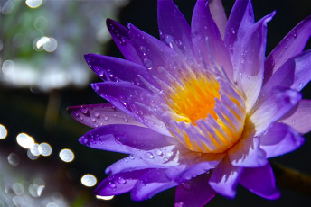 Картинка цветы лилии+водяные +нимфеи +кувшинки макро
