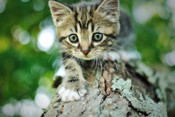 Картинка животные коты дерево серый полосатый мордочка кот котенок кора боке