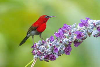 Картинка животные нектарницы птичка