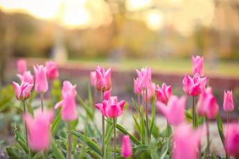 Картинка цветы тюльпаны боке весна клумба розовые