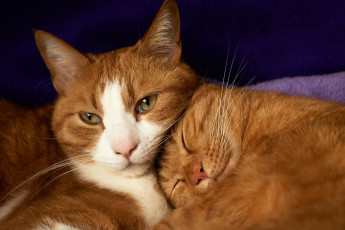 Картинка животные коты лежат пара спят рыжие