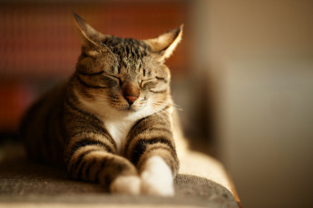Картинка животные коты спит полосатый кот серый