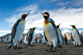 Картинка животные пингвины королевские