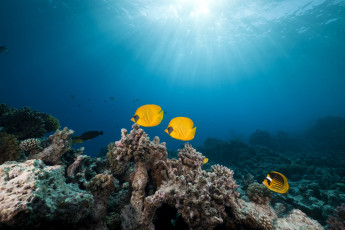 Картинка животные рыбы морское дно лучи море кораллы