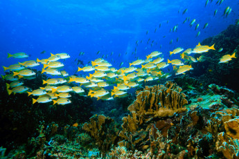 Картинка животные рыбы стайка кораллы море морское дно
