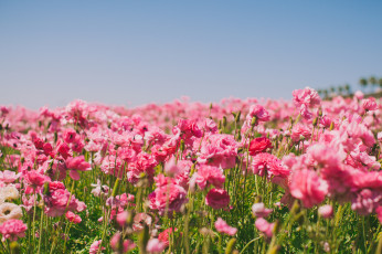 Картинка цветы маки поле лютики лето небо природа