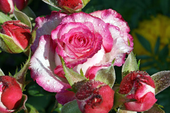 Картинка цветы розы бутоны капли