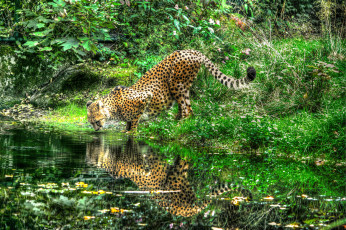 обоя животные, гепарды, леопард, отражение, река