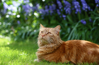 Картинка животные коты цветы кошка кот рыжий пушистый трава сад