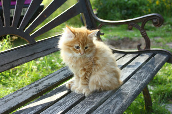 Картинка животные коты маленький котик рыжик лавочка