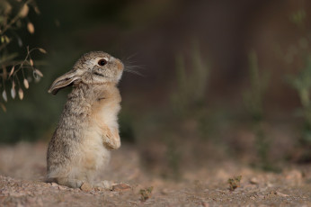 Картинка животные кролики +зайцы фон профиль зайчонок серый зайка