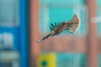 Картинка животные птицы+-+хищники полет ястреб хищник