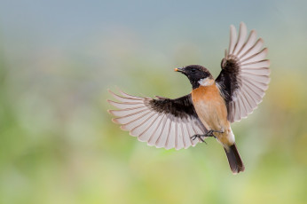 Картинка животные птицы зернышко еда полет крылья птица