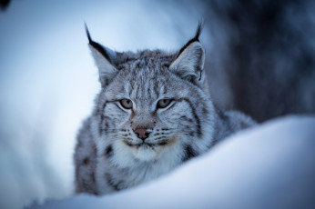Картинка животные рыси морда зима снег портрет дикая кошка евразийская рысь