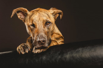 Картинка животные собаки пес собака морда взгляд лапы фон