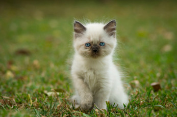 Картинка животные коты котёнок трава