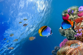 Картинка животные рыбы кораллы море