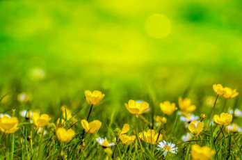 Картинка цветы луговые+ полевые +цветы трава желтые размытость фон ромашки