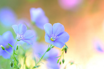 Картинка цветы лён +ленок полевые лепестки голубые лен лето