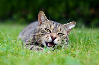 Картинка животные коты кот серый морда пасть трава лежит