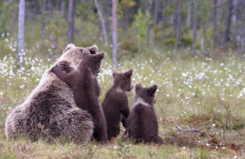Картинка животные медведи мишутки