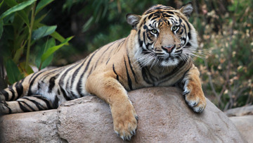 Картинка животные тигры отдых тигр камень