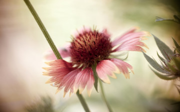 Картинка цветы гайлардии +гелениумы рудбекия цветок лепестки боке фон