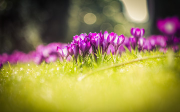 Картинка цветы крокусы природа луг травка nature meadow grass flowers crocuses