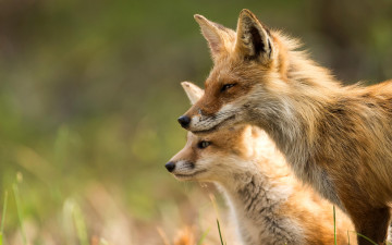 Картинка животные лисы лисенок свет природа лиса