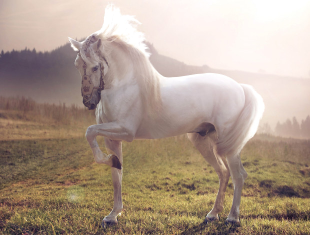 Обои картинки фото животные, лошади, красавец