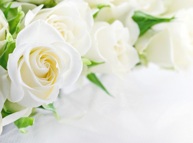 Обои картинки фото цветы, розы, белые, бутон