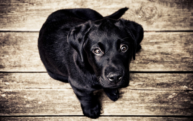 Обои картинки фото животные, собаки, пол, щенок, взгляд, доски, черный, собака