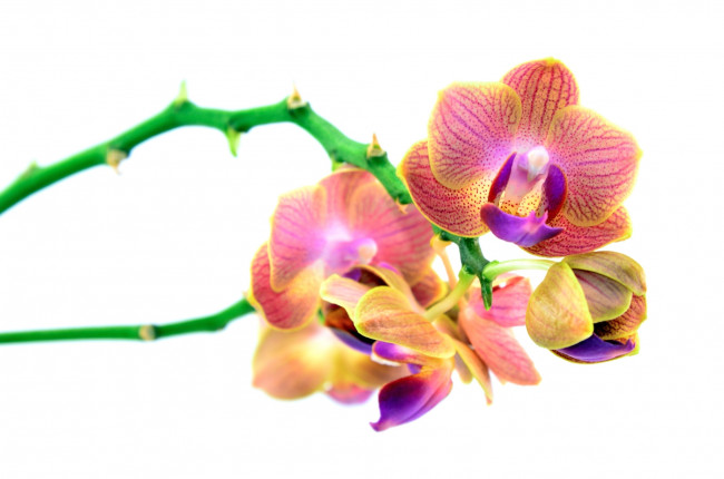 Обои картинки фото цветы, орхидеи, ветки