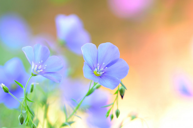 Обои картинки фото цветы, лён,  ленок, полевые, лепестки, голубые, лен, лето