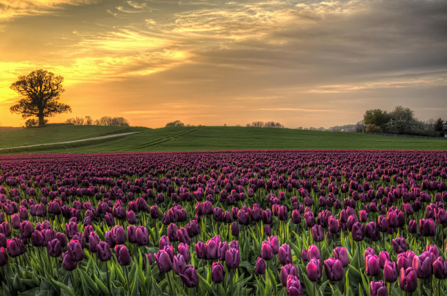 Обои картинки фото цветы, тюльпаны, дерево, закат, поле