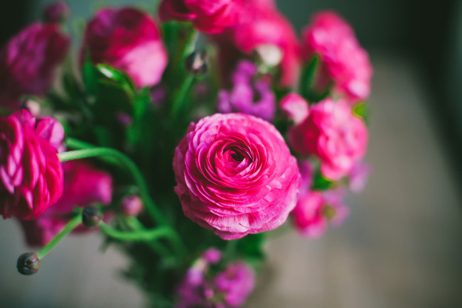 Обои картинки фото цветы, ранункулюс , азиатский лютик, лютики, розовые, букет