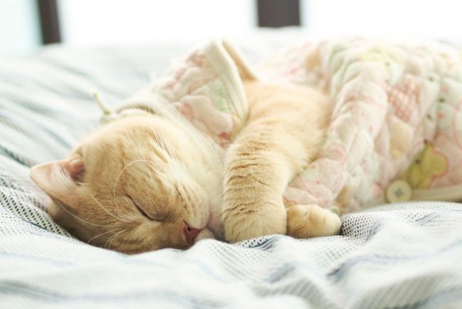 Обои картинки фото животные, коты, кот, британский, бежевый, спит, кровать