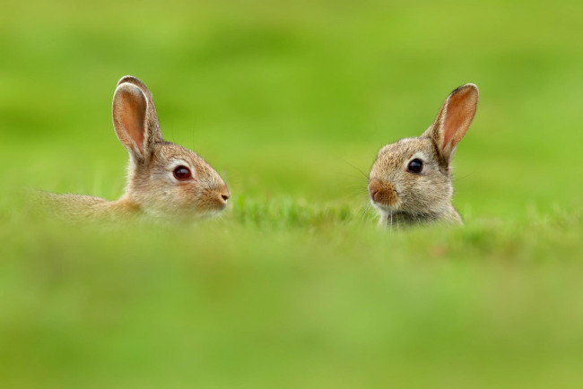 Обои картинки фото животные, кролики,  зайцы, зайцы, размытость, природа, зелень, трава, двое, уши