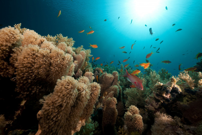 Обои картинки фото животные, рыбы, кораллы, море, морское, дно