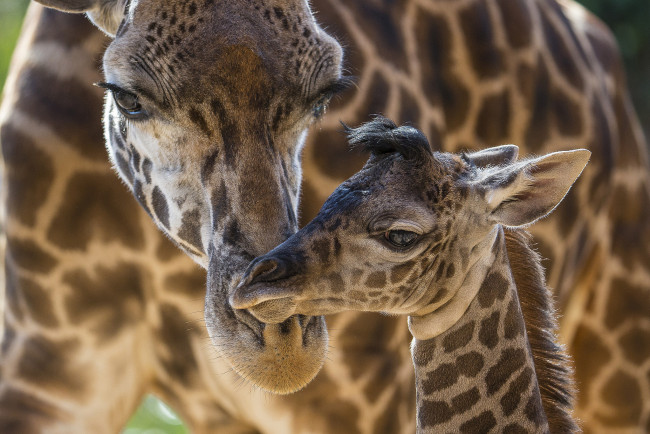 Обои картинки фото животные, жирафы, забота, детеныш, мама