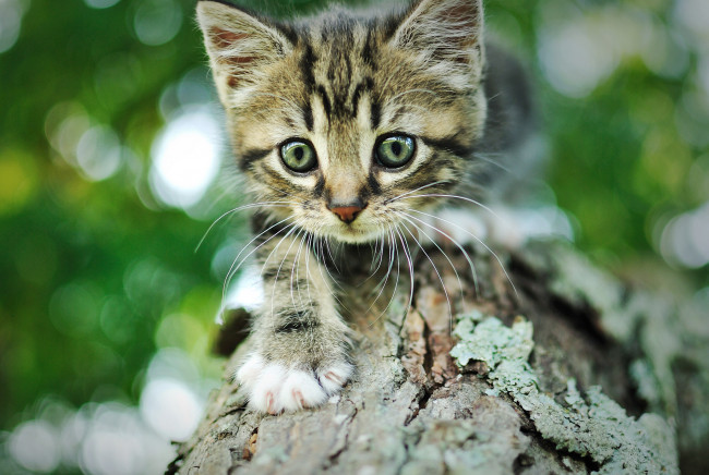 Обои картинки фото животные, коты, дерево, серый, полосатый, мордочка, кот, котенок, кора, боке