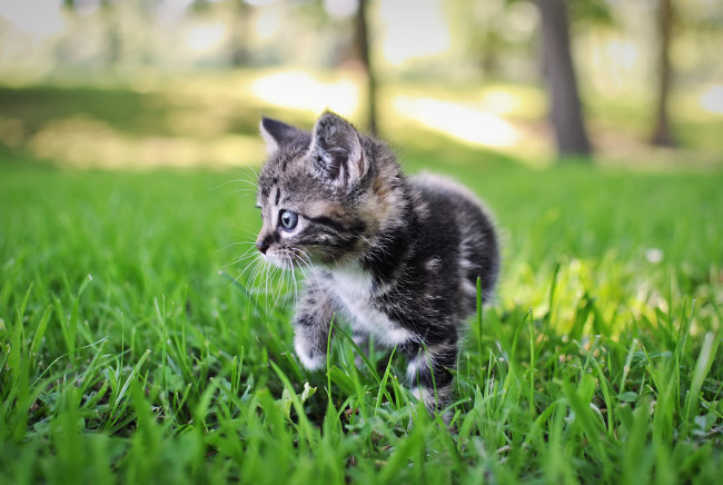 Обои картинки фото животные, коты, серый, боке, полосатый, котенок, трава, природа