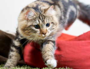 Картинка животные коты игра прыжок лапки кот коте киса взгляд кошка